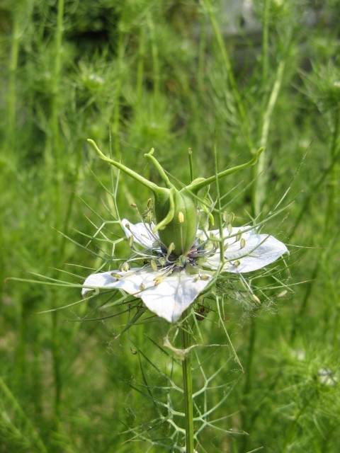 Nigella damascena / Damigella scapigliata